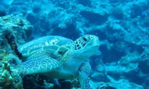 小琉球福緣白龍宮海景公寓 外观 照片
